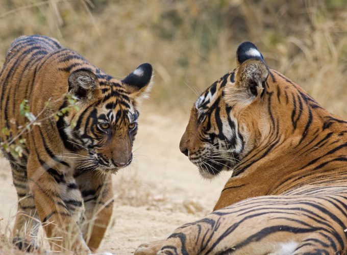 Heritage & Wildlife Expedition: North India’s Golden Triangle & Ranthambore