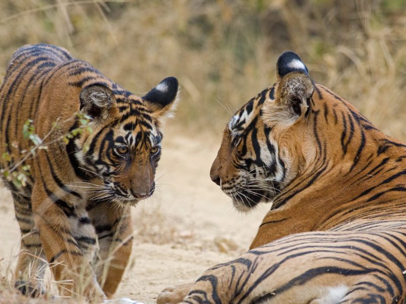 Historic Trails and Wildlife Thrills: Delhi, Agra, Ranthambhore, Jaipur & Mandawa Adventure