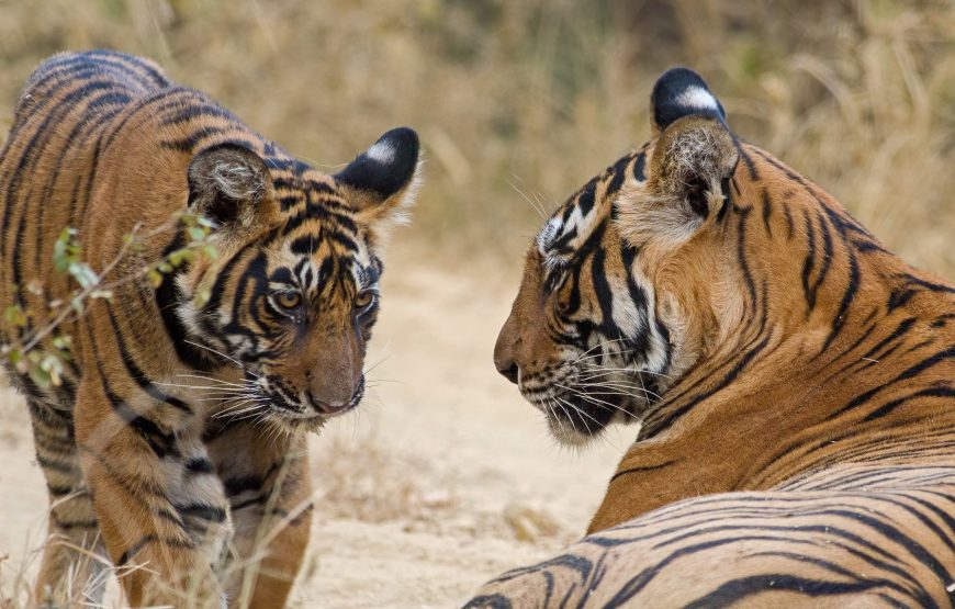 Enchanting India: Heritage Sites and Wildlife Safaris