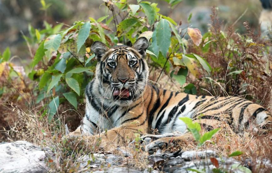 Tigers & Wilderness: Delhi to Mumbai Safari Adventure
