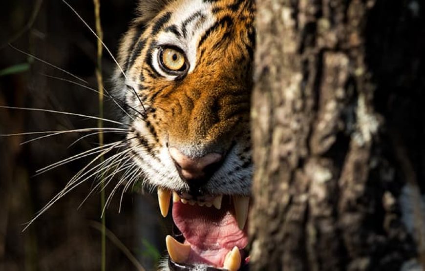 Tigers & Wilderness: Delhi to Mumbai Safari Adventure