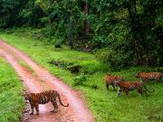 Jungle Safari & Monumental Treasures: Central India