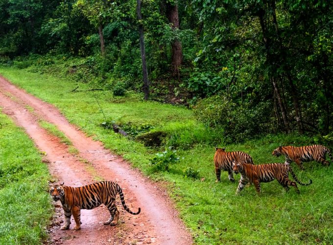 Jungle Safari & Monumental Treasures: Central India