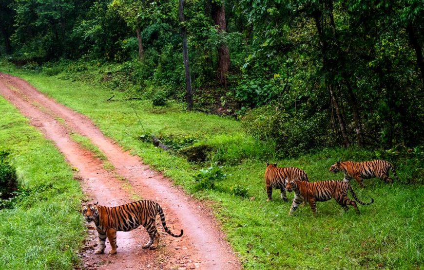 Wildlife Wonders & Heritage Treasures of Central India Tour