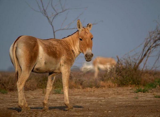 Gujarat Heritage and Wilderness Exploration