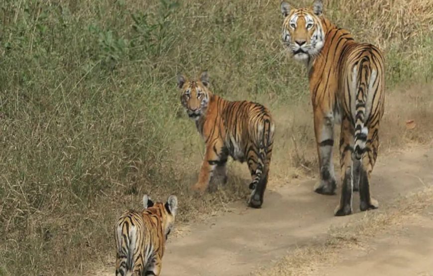 Pench Wilderness Adventure: Tiger Safari from Nagpur