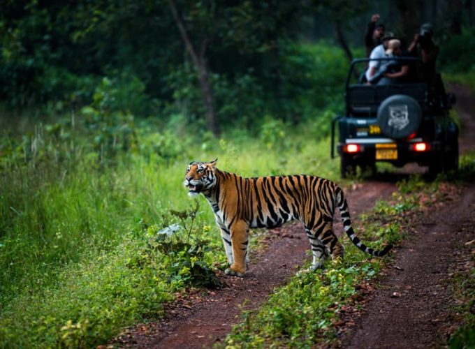 Wildlife Safari Expedition: Pench & Satpura National Parks