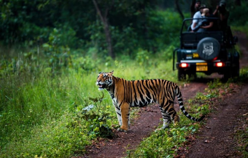 Central India Jungle Safari: Pench, Satpura & Kanha Adventure