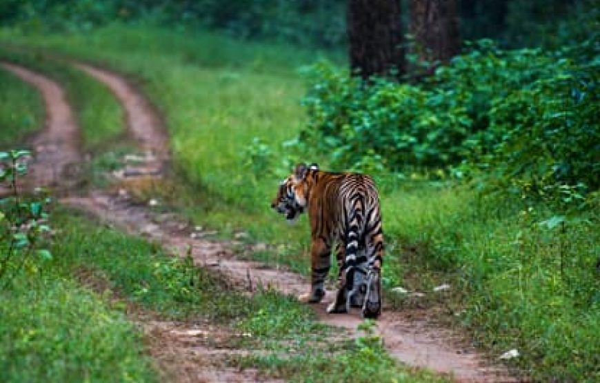 Heritage and Wildlife Trail of Central India