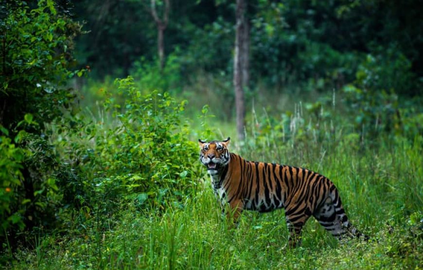 Jungle Safari & Monumental Treasures: Central India