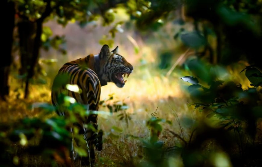 Pench Wilderness Adventure: Tiger Safari from Nagpur