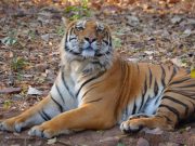 Wildlife Wonders & Heritage Treasures of Central India Tour