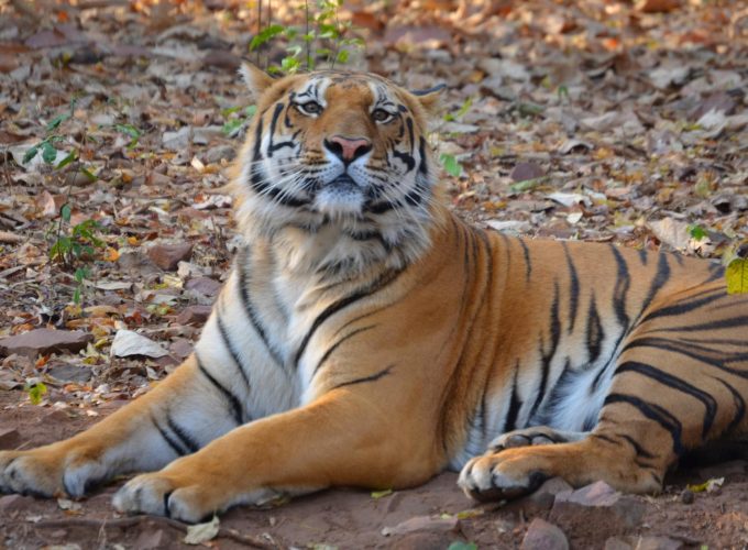 Wildlife Wonders & Heritage Treasures of Central India Tour