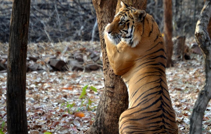 Tiger Trails & Temple Treasures: India’s Wildlife & Cultural Marvels