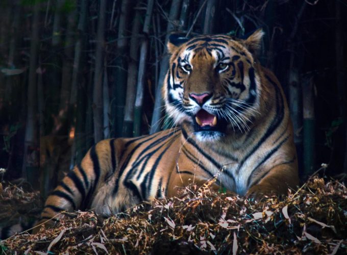 Pench Wilderness Adventure: Tiger Safari from Nagpur