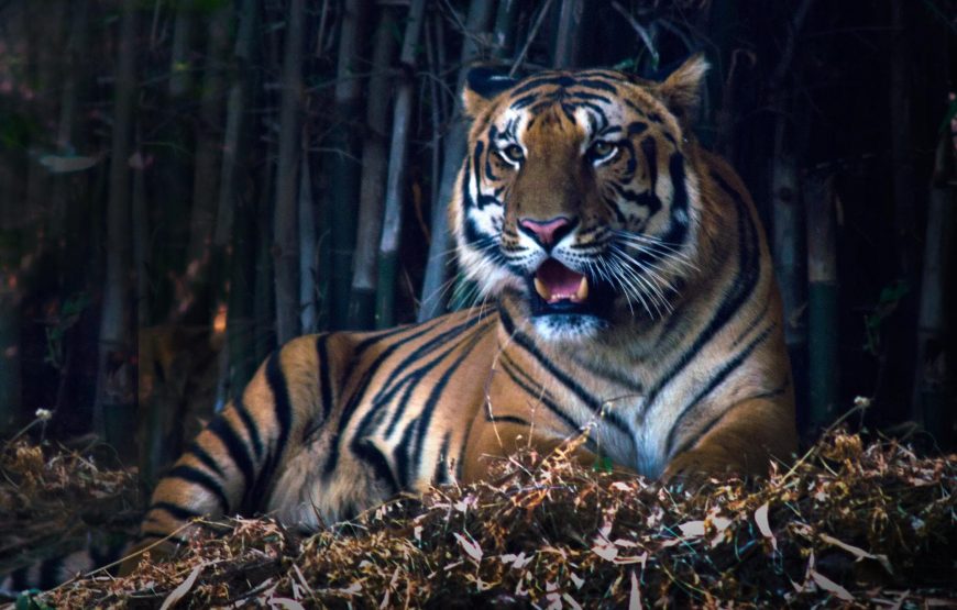 Tiger Trails & Historical Marvels: Pench, Satpura & Bhopal