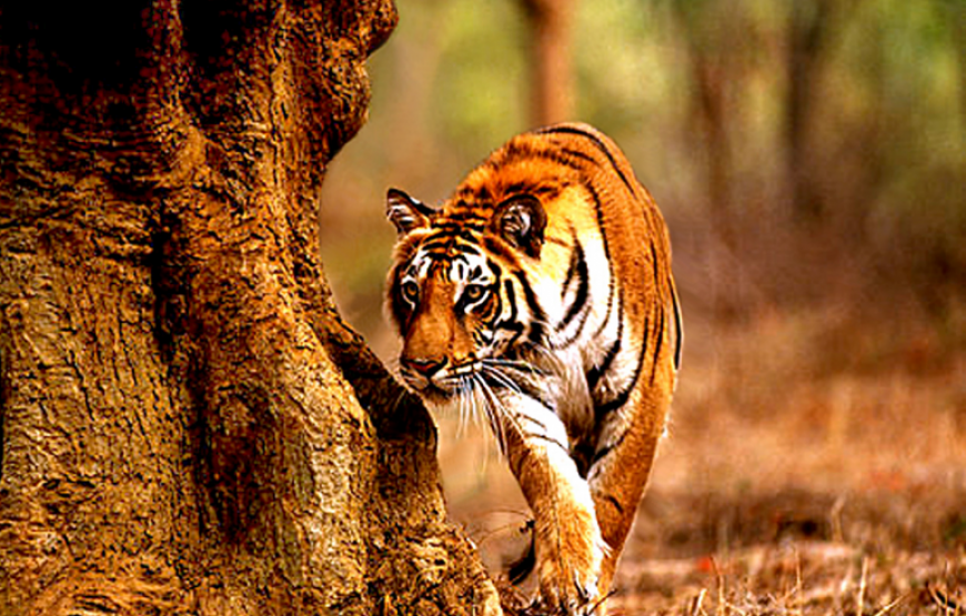 Tiger Safari from Nagpur: Exploring Tadoba Andhari National Park