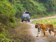Rishikesh Meditation & Corbett Tiger Expedition