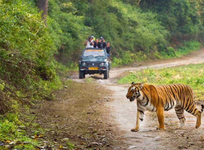 Rishikesh Meditation & Corbett Tiger Expedition