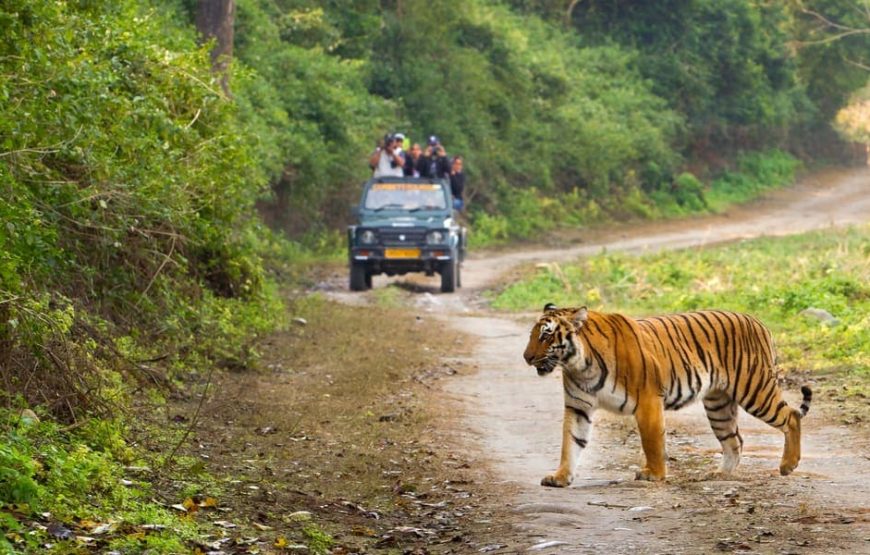 Rishikesh Meditation & Corbett Tiger Expedition