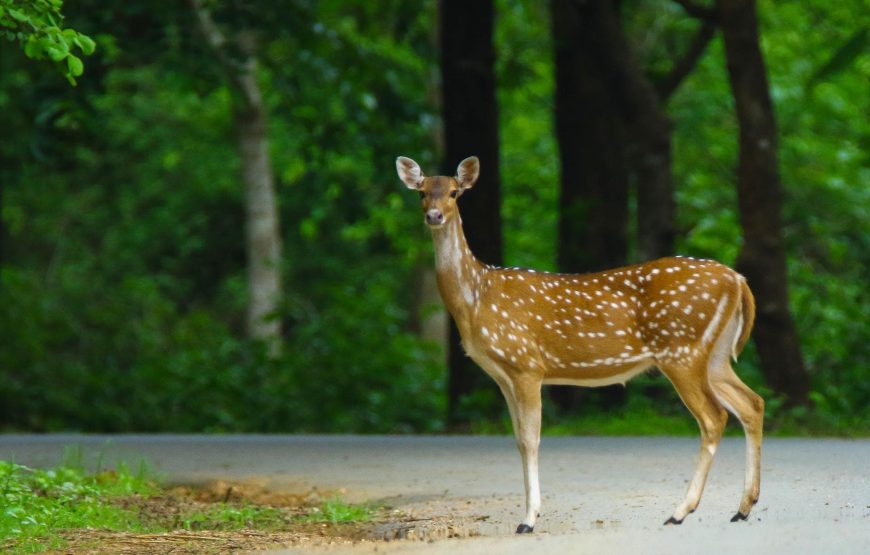 Anshi National Park & Goa Coastal Escape
