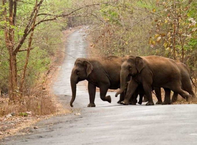 Goa to Anshi National Park Expedition