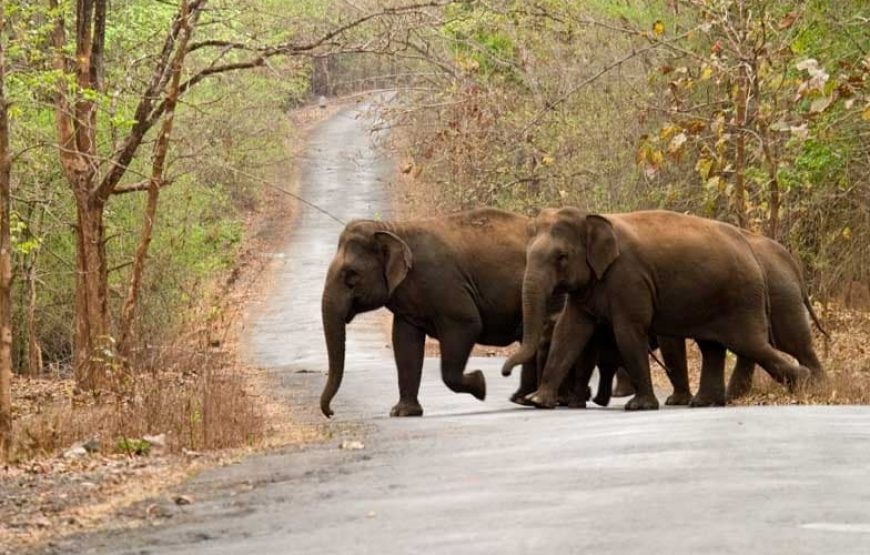 Hampi Heritage & Western Ghats Safari: Anshi National Park Adventure