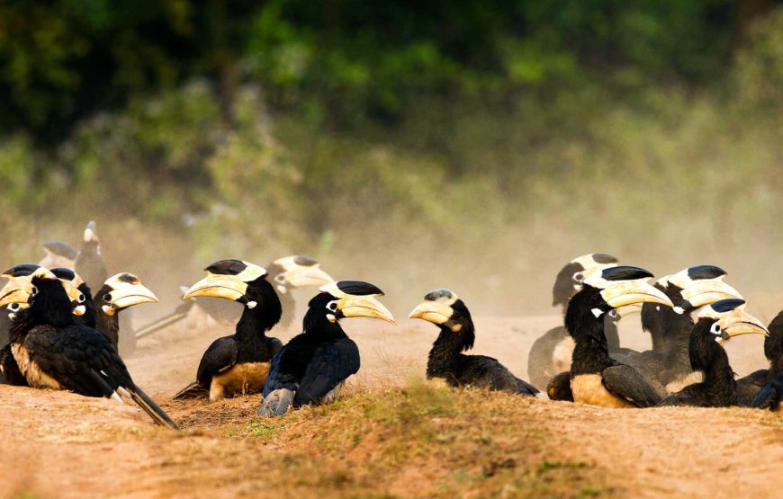 Hampi Heritage & Western Ghats Safari: Anshi National Park Adventure