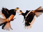 Historic Wonders and Natural Escapes: Badami to Goa