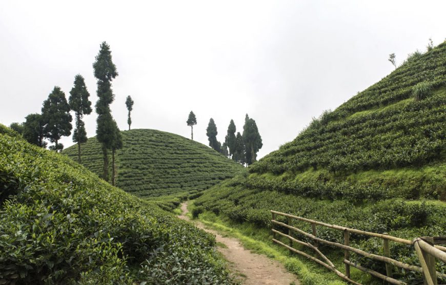 Tea Gardens to Tropical Shores: Kolkata, Himalayas & Andaman
