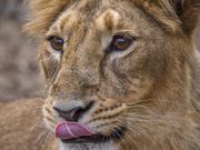 Divine Gujarat Odyssey: Rajkot, Dwarka, Somnath & Gir National Park