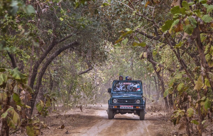 Gujarat Heritage Trail & Lion Safari Adventure