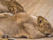 The Majestic Journey through Gujarat’s Past