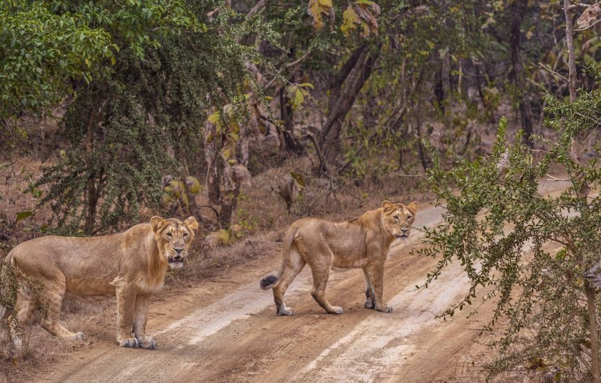 Gujarat Heritage Trail & Lion Safari Adventure