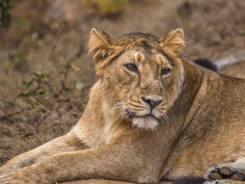 Gujarat Wildlife Expedition: Asiatic Lions of Gir National Park