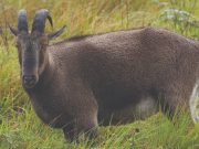 Tea & Tranquility: A Munnar Hill Station Escape