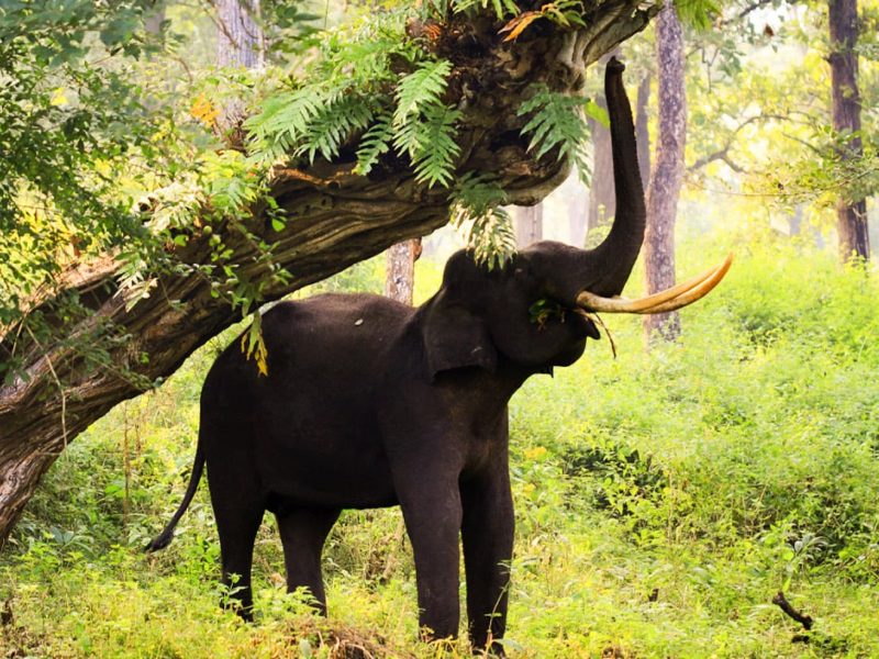 Nature & Heritage Getaway: Mysore to Nagarhole National Park