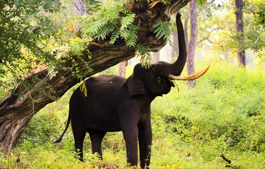 Nature & Heritage Getaway: Mysore to Nagarhole National Park