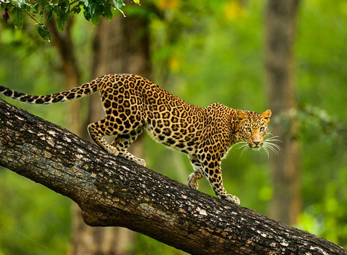 Bangalore to Kabini & Nagarhole Wildlife Expedition