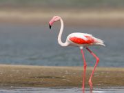 Kutch Wildlife Expedition: Narayan Sarovar Sanctuary & Koteshwar Temple