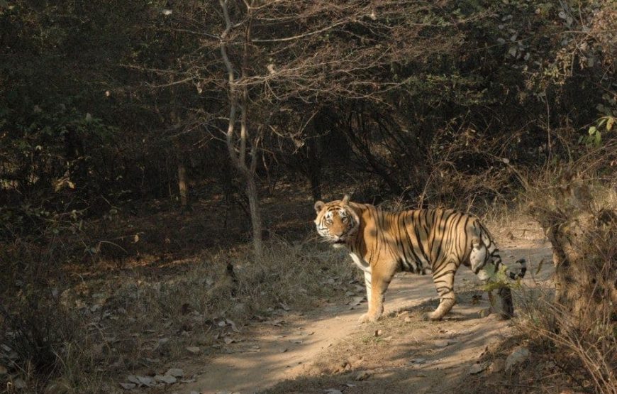 Wildlife Safari & Cultural Marvels: Ranthambore and Rajasthan Journey