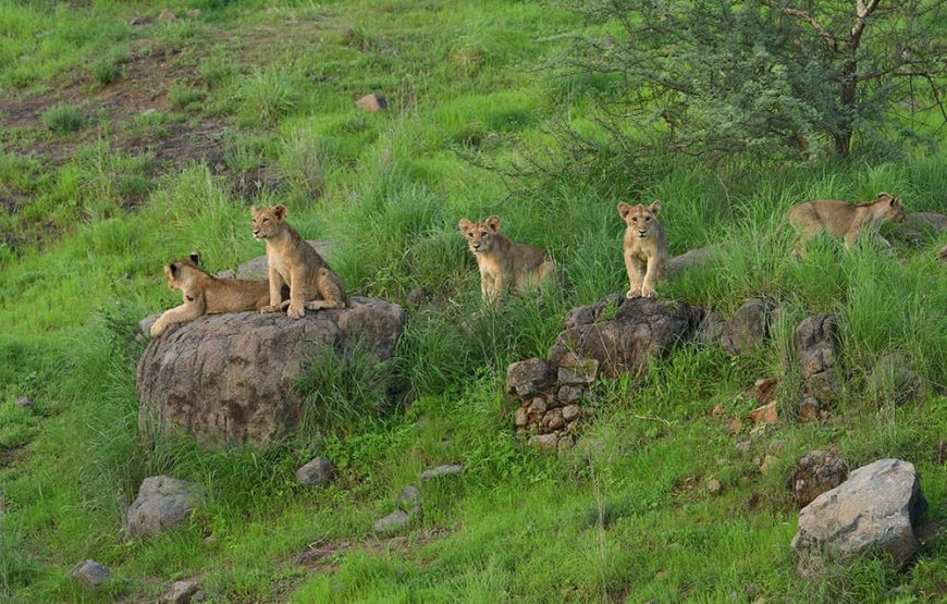 Gujarat Heritage & Wildlife Expedition