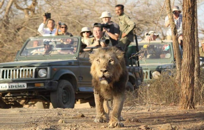 Gujarat Wildlife Expedition: Asiatic Lions of Gir National Park