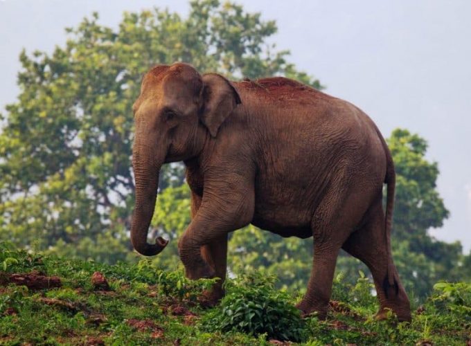 Eastern India Explorer: Wildlife & Cultural Journey