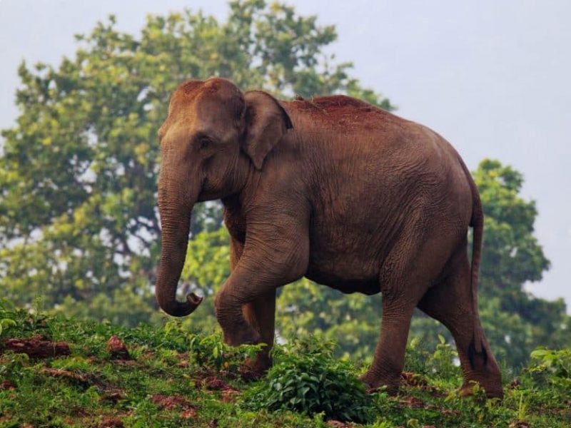 Eastern India Explorer: Wildlife & Cultural Journey