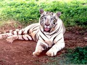 Wild Odisha Expedition: Mangroves & Tiger Reserves