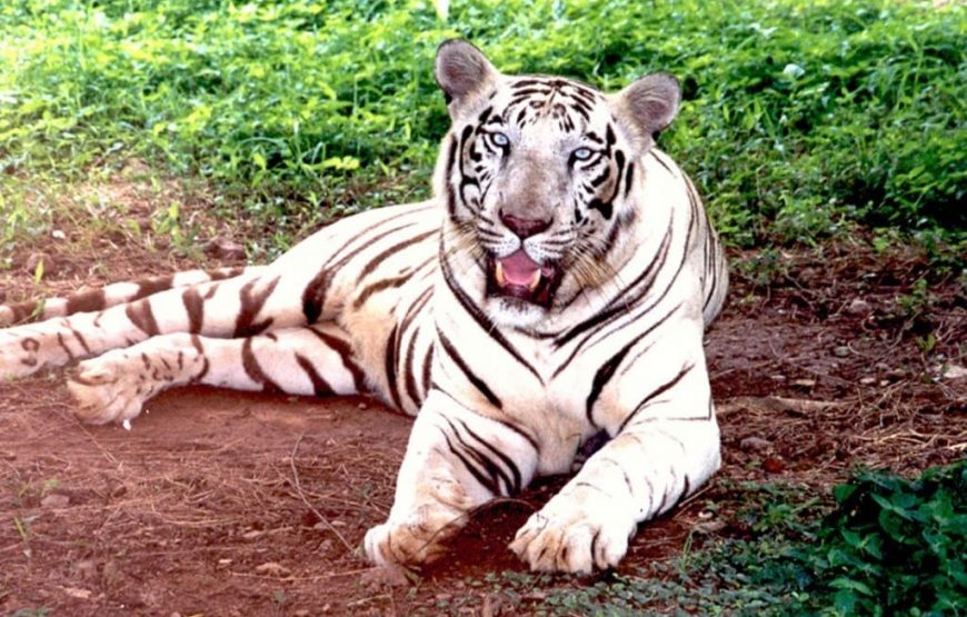 Wild Odisha Expedition: Mangroves & Tiger Reserves