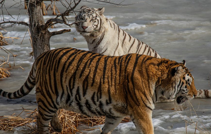 Wild Wonders of the Sundarbans: A Tiger Reserve Adventure