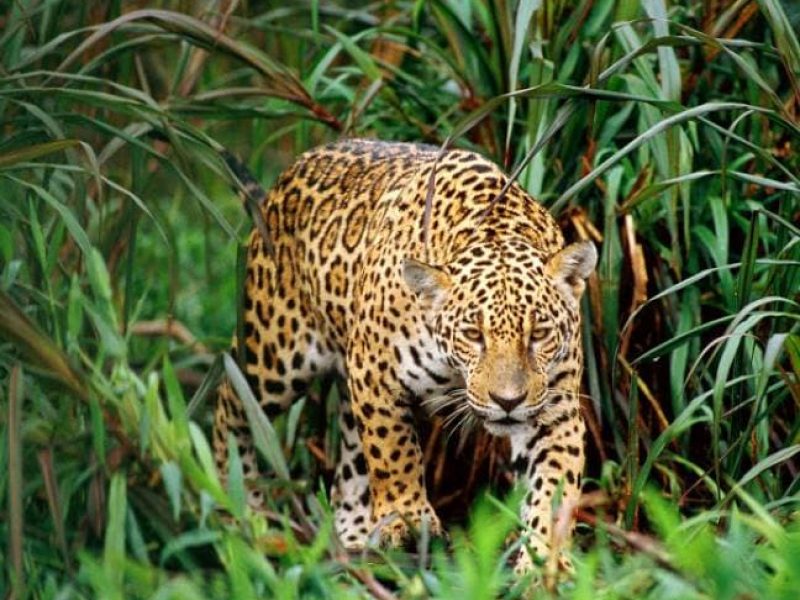 Mangrove Mystique: Kolkata & Sunderban Wildlife Expedition