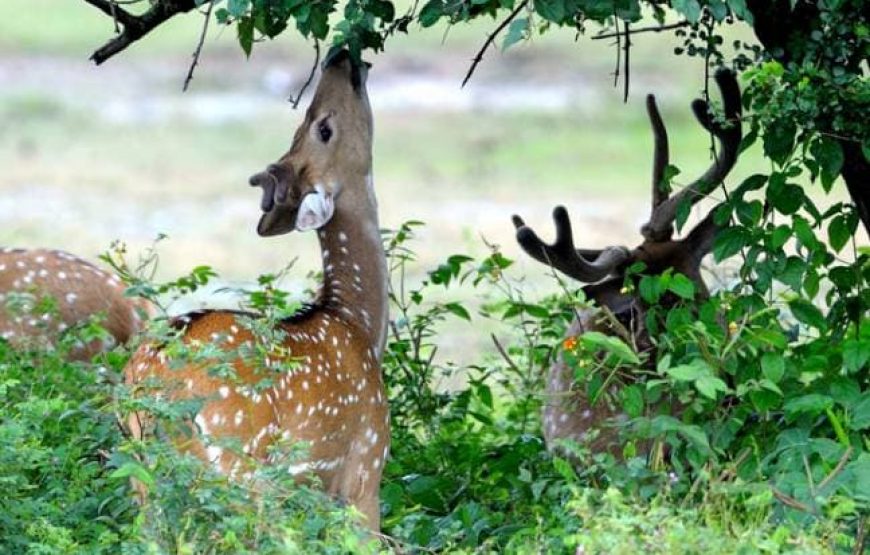 Wild Wonders of the Sundarbans: A Tiger Reserve Adventure
